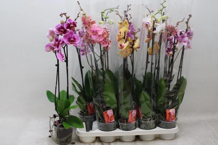 <h4>PHAL GEM 7 KL</h4>