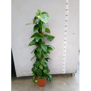 Epipremnum pinn.   ...moss stick