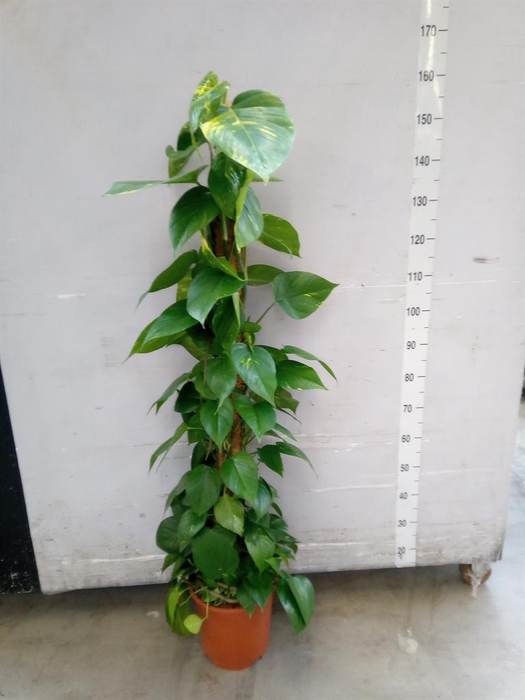 <h4>Epipremnum pinn.   ...moss stick</h4>