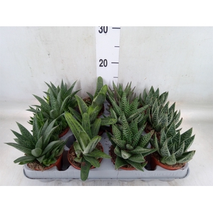 Aloe   ...mix