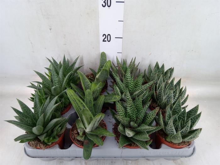 <h4>Aloe   ...mix</h4>