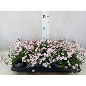 Diascia  'Piccadilly Appleblossom'