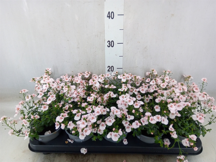 <h4>Diascia  'Piccadilly Appleblossom'</h4>