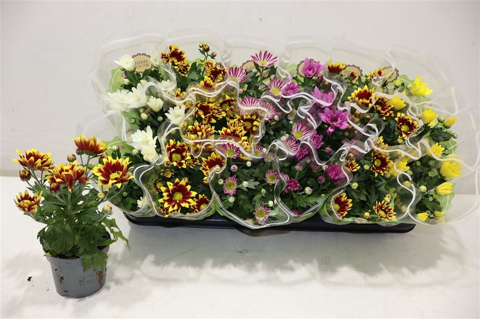 <h4>Chrys Gem 5 Kl</h4>