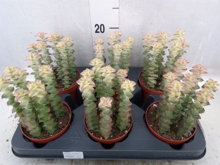 <h4>Crassula perforata</h4>