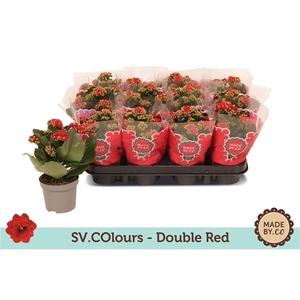 Kalanchoe Double Red - Christmas