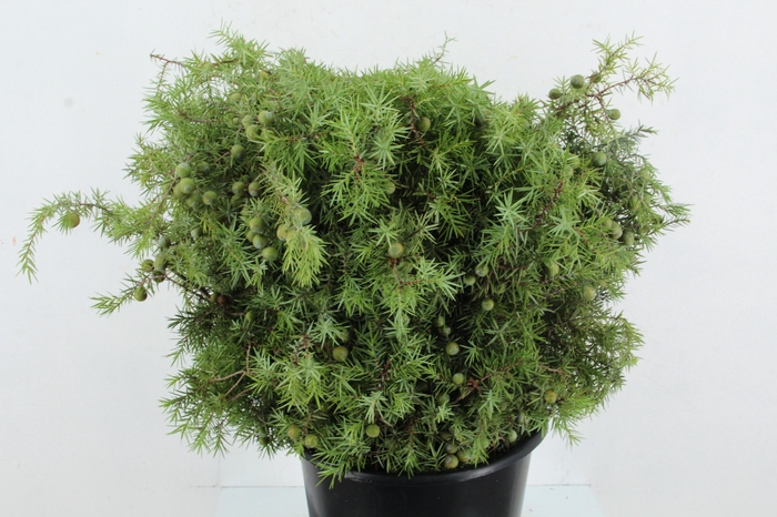 <h4>JENEVERBES 400GR</h4>