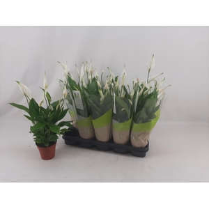 SPATH TORELLI