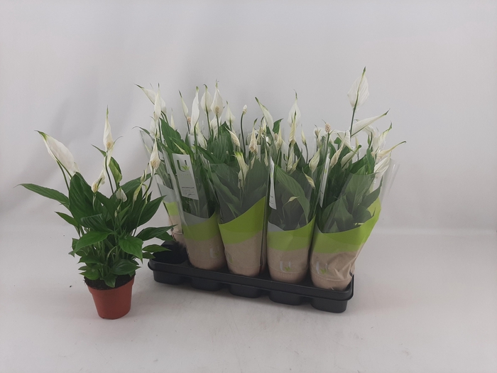<h4>SPATH TORELLI</h4>