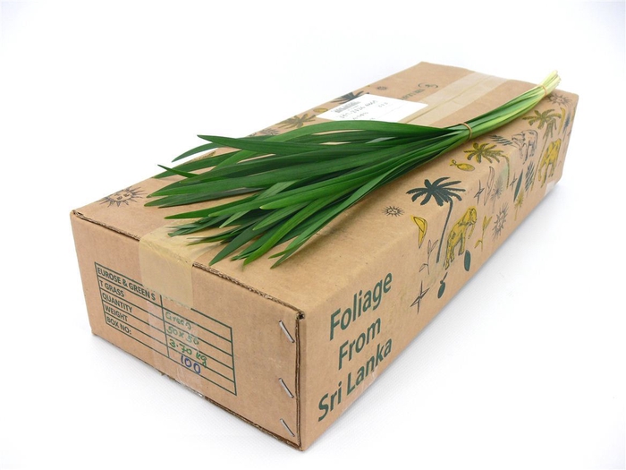 <h4>T-grass Green 80</h4>
