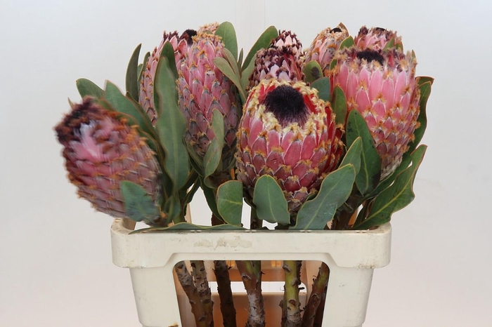 <h4>Protea Barbigera Air</h4>
