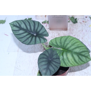 ALOCASIA NEBULA IMPERIALIS P12