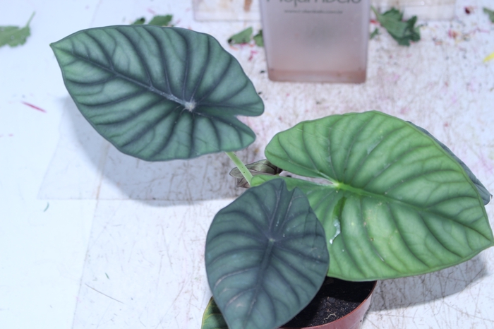 ALOCASIA NEBULA IMPERIALIS P12