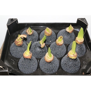 HIPPEASTRUM WAX GLITTER BLACK
