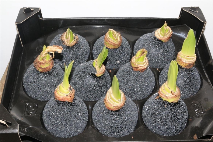 <h4>HIPPEASTRUM WAX GLITTER BLACK</h4>