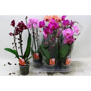 PHAL CASCADE MIX 2 TAK