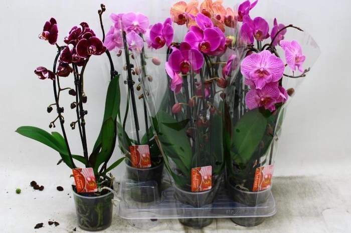 <h4>PHAL CASCADE MIX 2 TAK</h4>