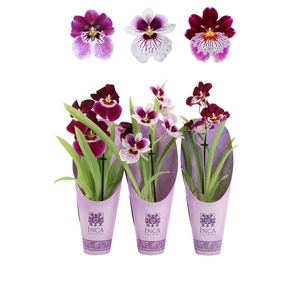 Inca Miltoniopsis Magenta 9cm 1 spike Purple Pleasure luxury cover