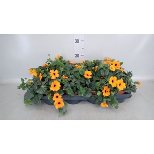 Thunbergia alata