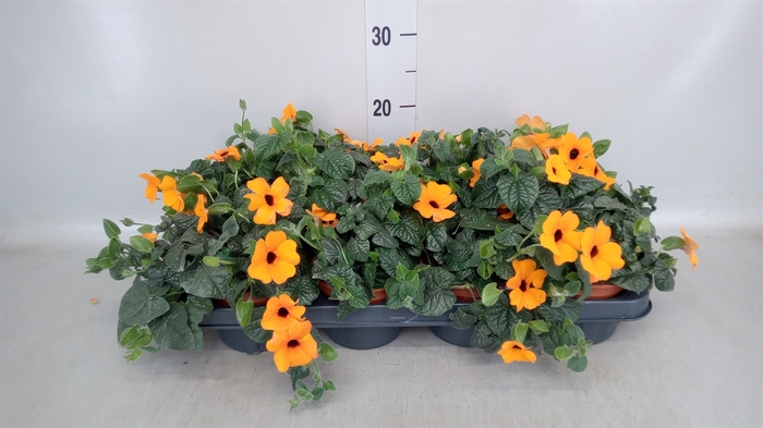<h4>Thunbergia alata</h4>