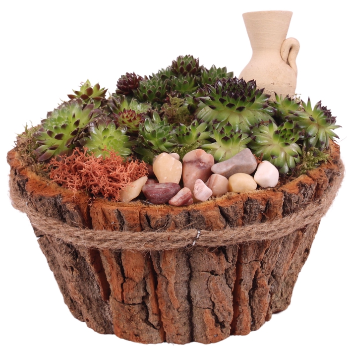 <h4>Opm Semp Arr. Outdoor Wooden Natural Bark Pot</h4>