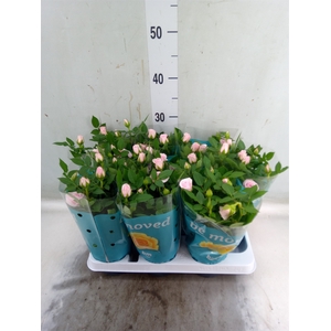 Rosa  'Baby Jewel'