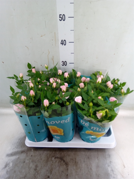 <h4>Rosa  'Baby Jewel'</h4>