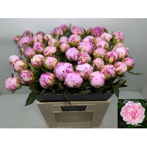 PAEO L SARA BERNHARD