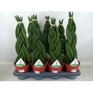 Sansevieria cyl.  ...