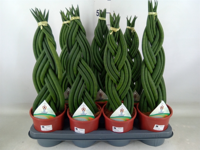 <h4>Sansevieria cyl.  ...</h4>
