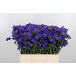 Limonium Crystal Dark Blue