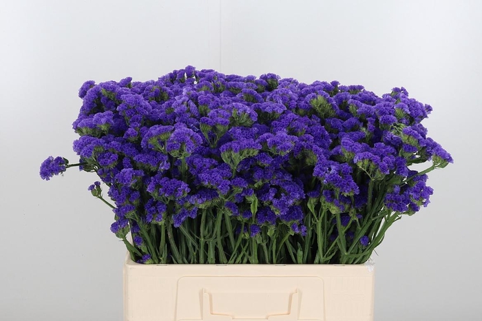 <h4>Limonium Crystal Dark Blue</h4>