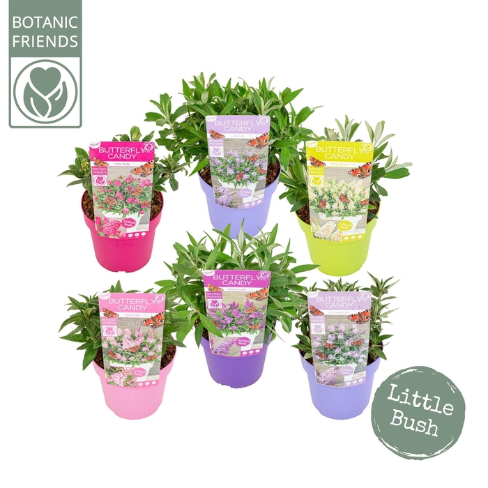 <h4>Buddleja Butterfly Candy Gemengd</h4>