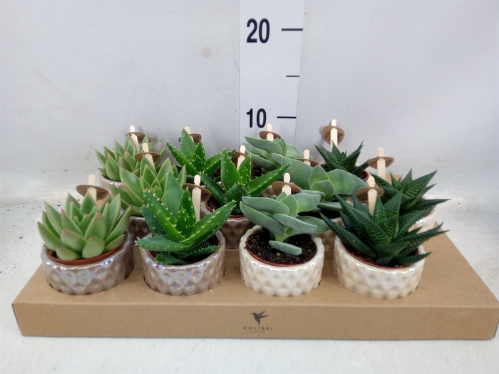 <h4>Succulents   ...mix 3</h4>