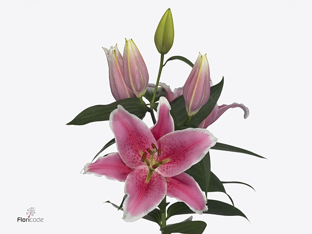LI OR PINK ZSAR
