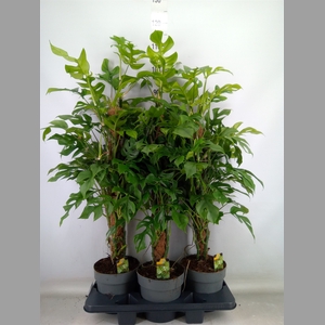Philodendron   ...