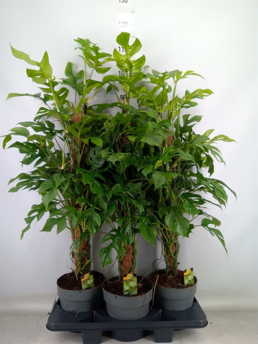 <h4>Philodendron   ...</h4>