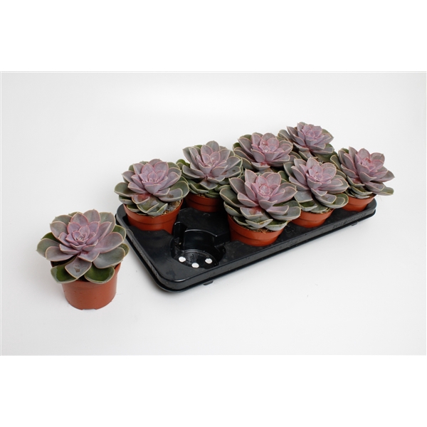 <h4>Echeveria Perle von Nurnberg</h4>