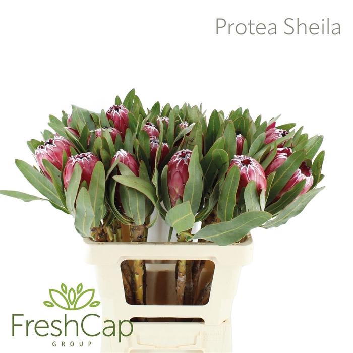 <h4>Protea Sheila</h4>