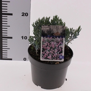 Andromeda polifolia 'Blue Lagoon'