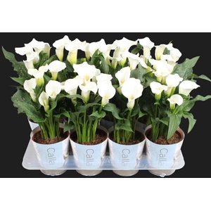 Zantedeschia Fresco Calla wit met Kerst potcover
