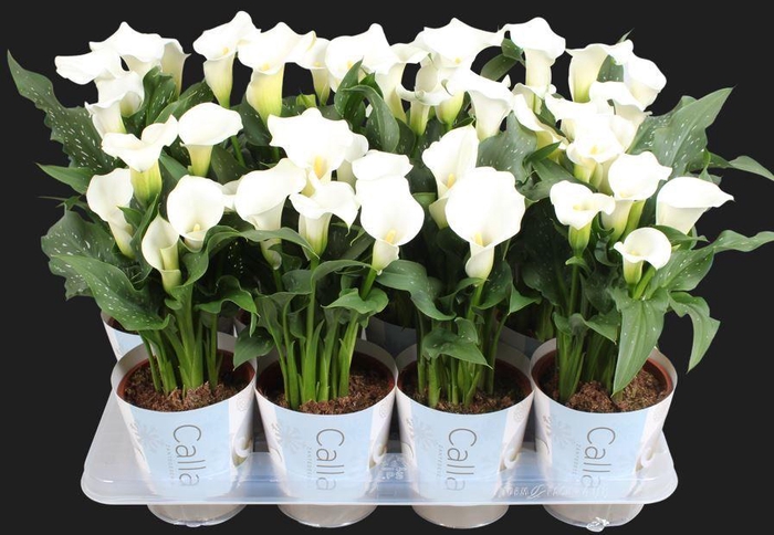 <h4>Zantedeschia Fresco Calla wit met Kerst potcover</h4>