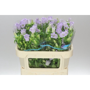Campanula M Champ Lavender