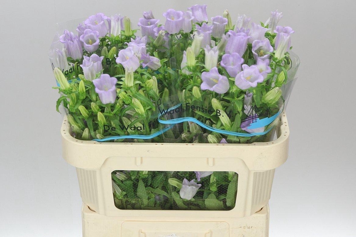 <h4>Campanula M Champ Lavender</h4>