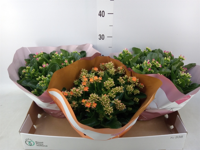 <h4>Kalanchoe blos.   ..mix 5</h4>