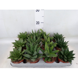 Aloe   ...mix