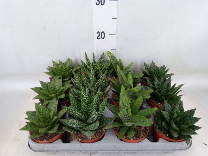 <h4>Aloe   ...mix</h4>