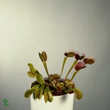 Dionaea Muscipula in beker met etiket