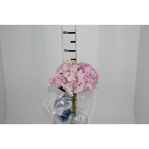 HORTENSIA FORCE 060 CM ROSA