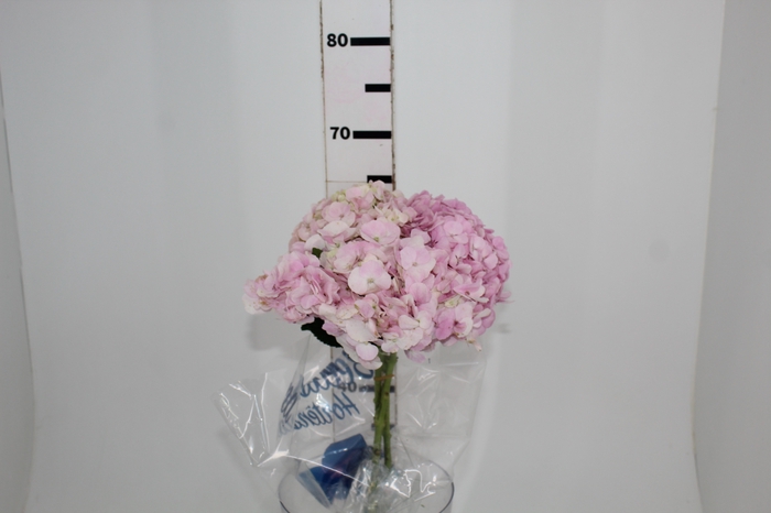 <h4>HORTENSIA FORCE 060 CM ROSA</h4>